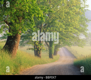 Am frühen Morgennebel anheben vom alten Hyatt Lane in Tennessee Cades Cove Great Smoky Mountains National Park Stockfoto