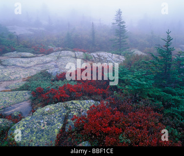 Herbstfarbe umgeben von Nebel auf Cadillac Berg in Acadia Nationalpark Maine Stockfoto