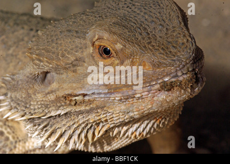 Bartagame - Pogona vitticeps Stockfoto