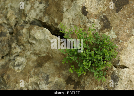 Wand-Rue - Asplenium Ruta muraria Stockfoto