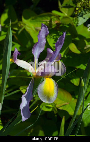 Iris Xiphium violett und gelb holländische Iris Stockfoto