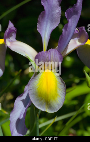 Iris Xiphium violett und gelb holländische Iris Stockfoto