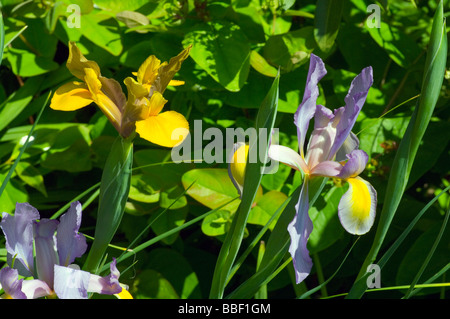 Iris Xiphium gelb und violett und gelb holländische Iris Stockfoto