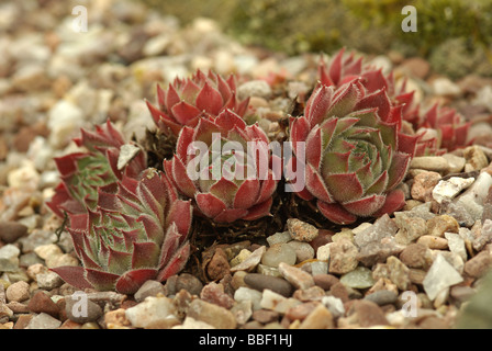 Sempervivum var. Lavendel und Spitzenhäubchen Stockfoto