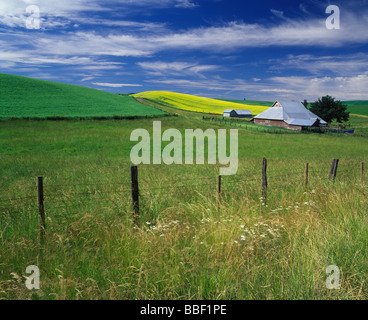Raps-Feld und Scheune in Palouse landwirtschaftlicher Flächen in eastern Washington Stockfoto