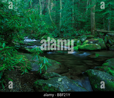 Bergbach mit Rhododendren befindet sich auf der Roaring Fork Motor Spur in den Great Smoky Mountains National Park Tennessee Stockfoto