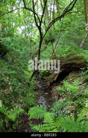 Ein kleiner Bach läuft durch einen dichten Wald mit umgestürzten Bäumen, Farnen und Glockenblumen auf beiden Seiten Stockfoto