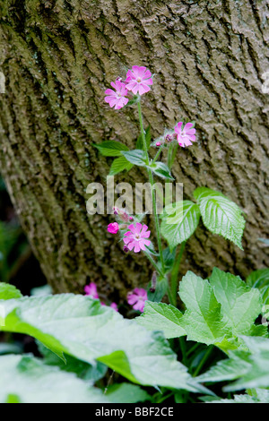 Red Campion Pflanzen gegen eine Eiche Baumstamm im Wald Stockfoto