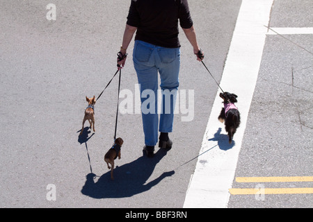 Frau, die drei kleinen Hunden spazieren und überqueren die Straße, Gießen Schatten auf dem Bürgersteig Stockfoto