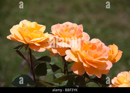 Rosen im Duke Gardens, Durham NC USA Stockfoto