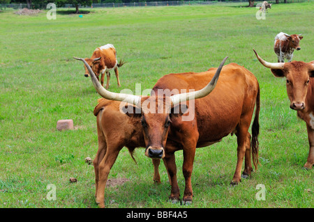 Ein Texas Longhorn Kuh und Kalb. Bos. Oklahoma, USA. Stockfoto