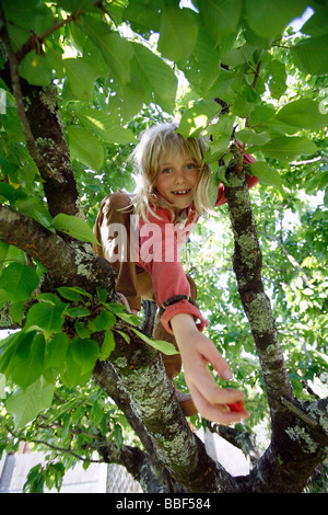 Französisch Mädchen, 9, Klettern ein Kirschenbaum Stockfoto