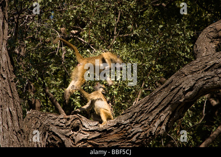 Lustig paar Paviane springen und Reden in den Mund geöffnet Mitte Luft- und Nahaufnahmen, Botswana Afrika Stockfoto