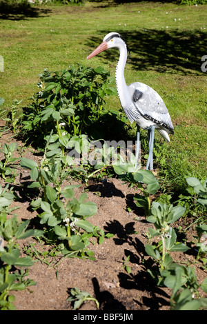 Kunststoff Heron verwendet eine Schreck-Krähe im Gemüsegarten Stockfoto