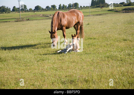 Suffolk Punch Pferd Rasse Neugeborene Fohlen, Suffolk Punch Vertrauen, Hollesley, Suffolk, England Stockfoto