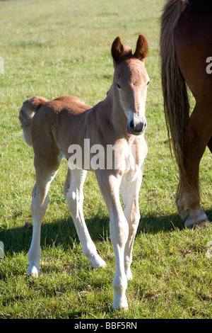 Suffolk Punch Pferd Rasse Neugeborene Fohlen, Suffolk Punch Vertrauen, Hollesley, Suffolk, England Stockfoto