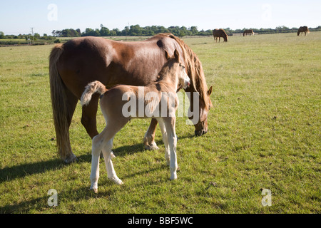 Suffolk Punch Pferd Rasse Neugeborene Fohlen, Suffolk Punch Vertrauen, Hollesley, Suffolk, England Stockfoto