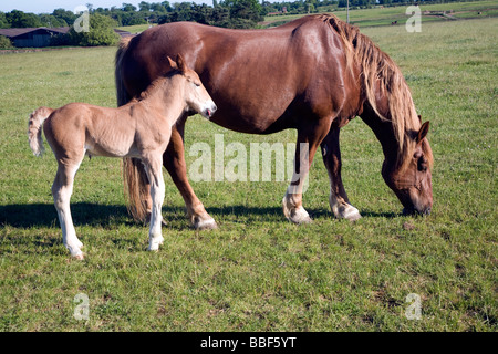 Suffolk Punch Pferd Rasse Neugeborene Fohlen, Suffolk Punch Vertrauen, Hollesley, Suffolk, England Stockfoto