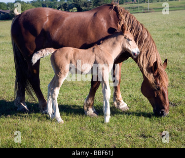 Suffolk Punch Pferd Rasse Neugeborene Fohlen, Suffolk Punch Vertrauen, Hollesley, Suffolk, England Stockfoto