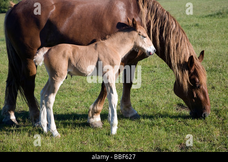 Suffolk Punch Pferd Rasse Neugeborene Fohlen, Suffolk Punch Vertrauen, Hollesley, Suffolk, England Stockfoto