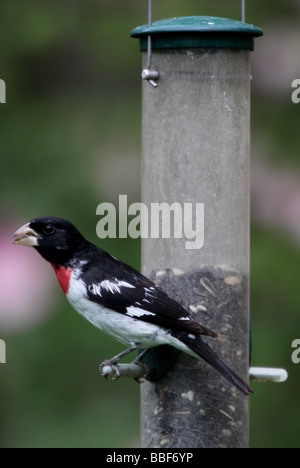 Rose breasted Kernbeißer männlich Stockfoto