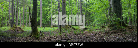 Frühling-Erle Moor Wald mit stehendem Wasser Stockfoto