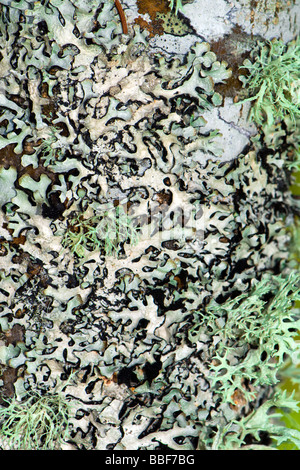 Extreme Nahaufnahme von Flechten Wachstum über auf alte Apfelbaum im Frühling Stockfoto