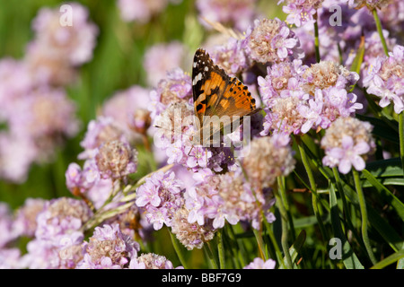 Distelfalter Schmetterling, Vanessa Cardui, auf Sparsamkeit, Armeria maritima Stockfoto