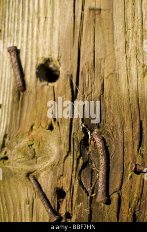 Alte rostige Nägel in eine alte Holztor Post gehämmert Stockfoto