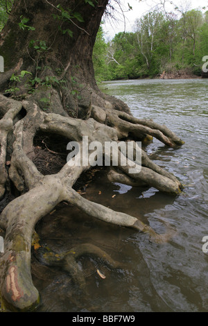 Ahorn Baum Wurzel große Darby Fluss Ohio Stockfoto