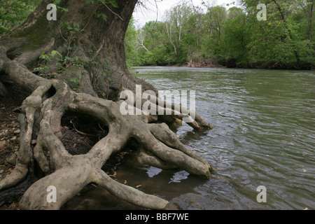 Ahorn Baum Wurzel große Darby Fluss Ohio Stockfoto