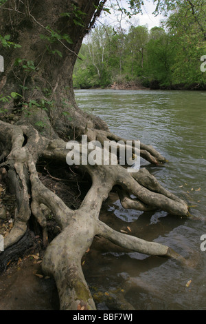 Ahorn Baum Wurzel große Darby Fluss Ohio Stockfoto