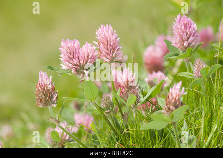 Rotklee Trifolium pratense Stockfoto