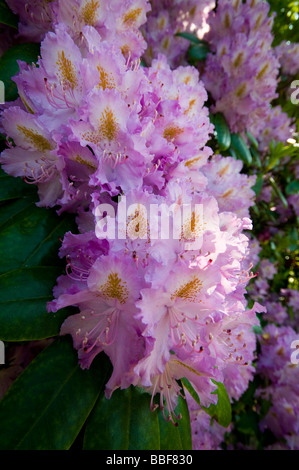 Rhododendron Stockfoto