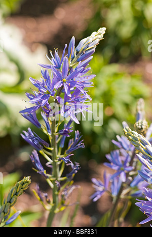 Camassia Cusickii blüht im April in Oxford Garten Stockfoto