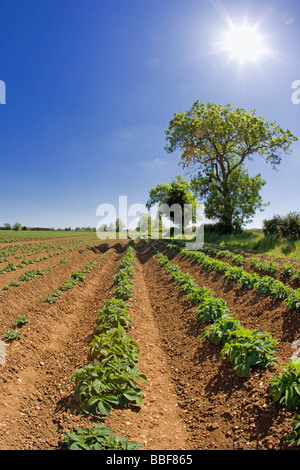 Kartoffeln wachsen In Lincolnshire Stockfoto