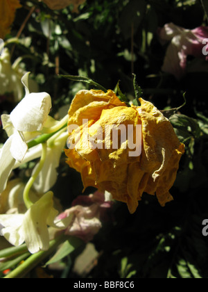 Nahaufnahme von welke gelbe Blütenblätter in der heißen Sonne Stockfoto
