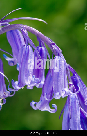 Bluebell Blumen, Hyacinthoides non-Scripta (Endymion nicht-Scriptus). VEREINIGTES KÖNIGREICH. Stockfoto