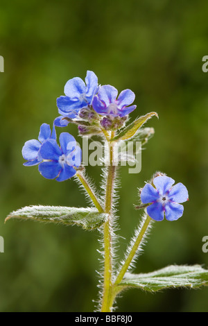 Grün Alkanet, Pentaglottis Sempervirens. Stengel sehr borstig behaart. Gemeinsamen wilde Blume im Königreich. Stockfoto