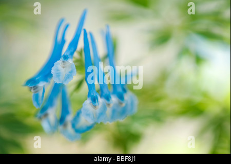 Corydalis Flexuosa X elata 'Craigton Blue' Blume Stockfoto