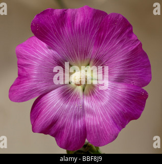 Hibiscus Syriacus rosa Riese Stockfoto