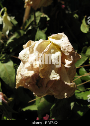 Nahaufnahme von welke gelbe Blütenblätter in der heißen Sonne Stockfoto