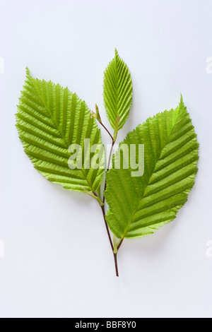 Blätter vom Baum Hainbuche, Carpinus Betulus. Stockfoto