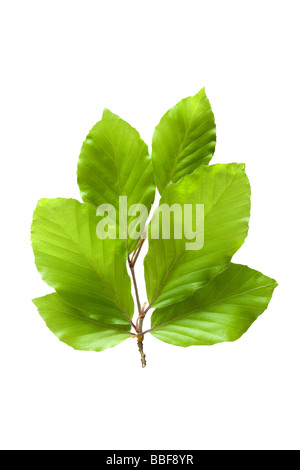 Frische Frühlingsluft Buche verlässt. Fagus Sylvatica. UK Stockfoto