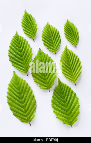 Blätter vom Baum Hainbuche, Carpinus Betulus. Stockfoto