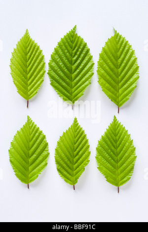 Blätter vom Baum Hainbuche, Carpinus Betulus. Stockfoto