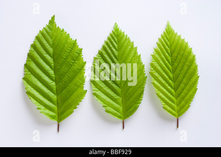 Blätter vom Baum Hainbuche, Carpinus Betulus. Stockfoto