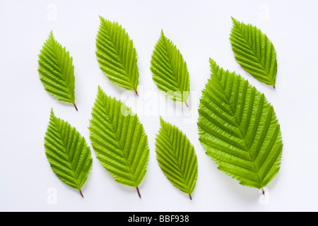 Blätter vom Baum Hainbuche, Carpinus Betulus. Stockfoto