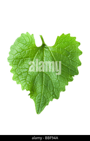 Herzförmige Blätter. Von Knoblauchsrauke Alliaria Petiolata. UK Stockfoto