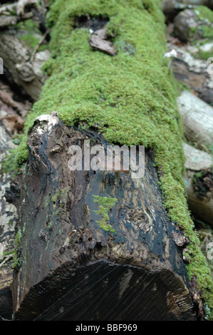 Pilzzucht auf umgestürzten Baum Stockfoto